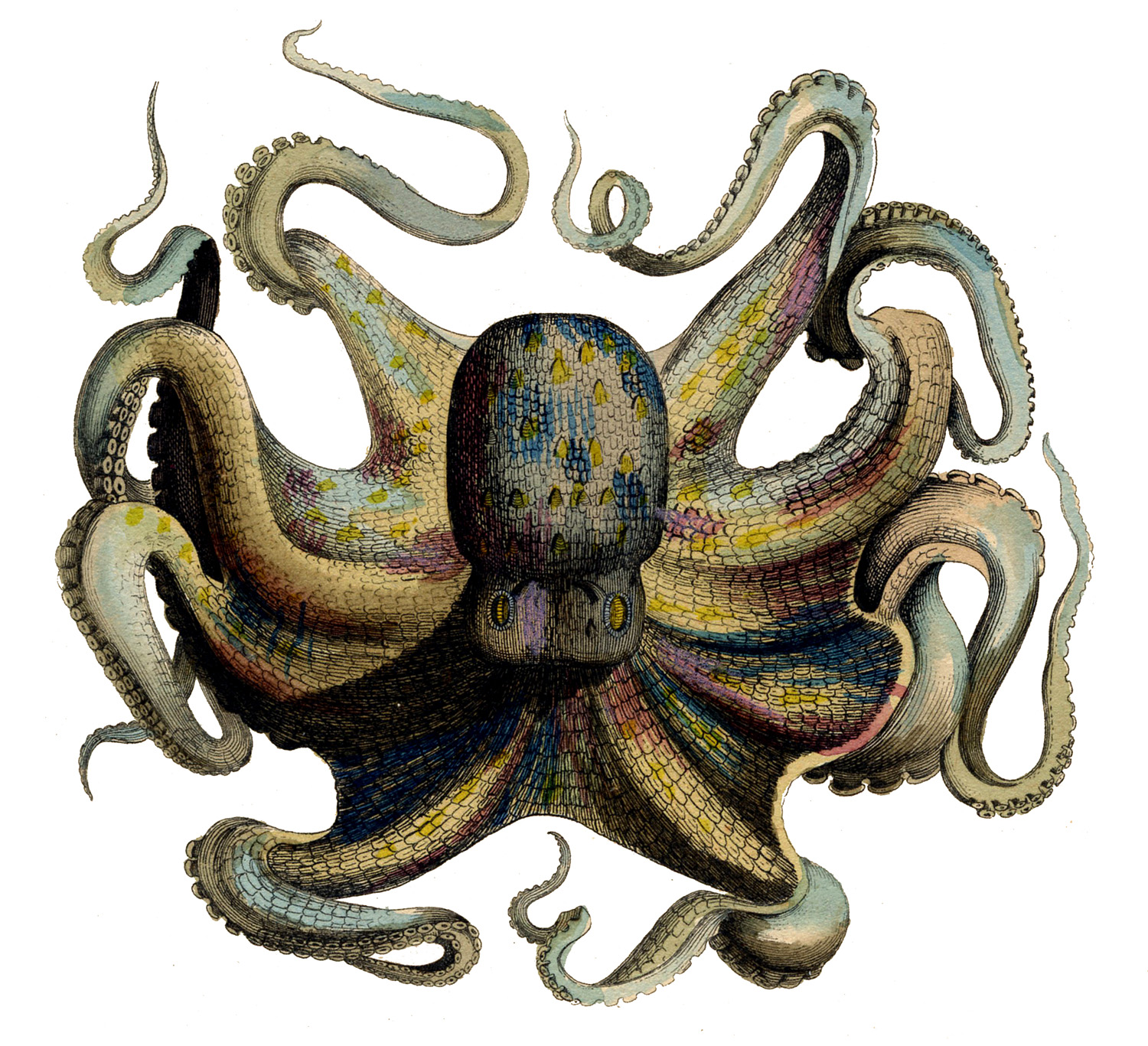 octopus+vintage+image+graphicsfairy7