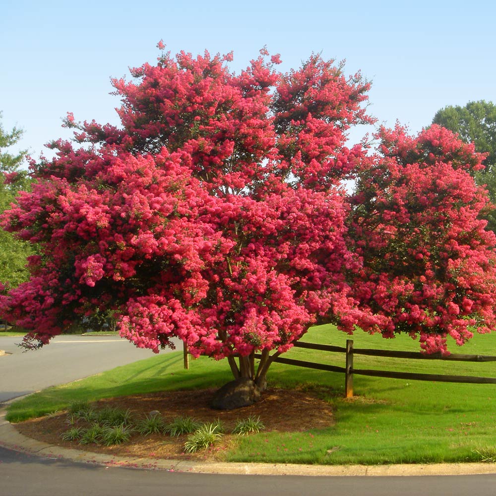 A crape myrtle tree picture.