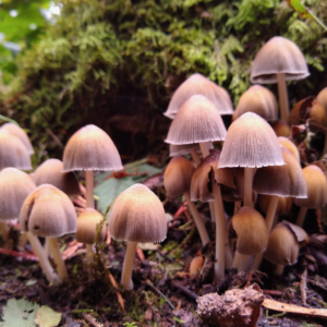 Photo of fall mushrooms