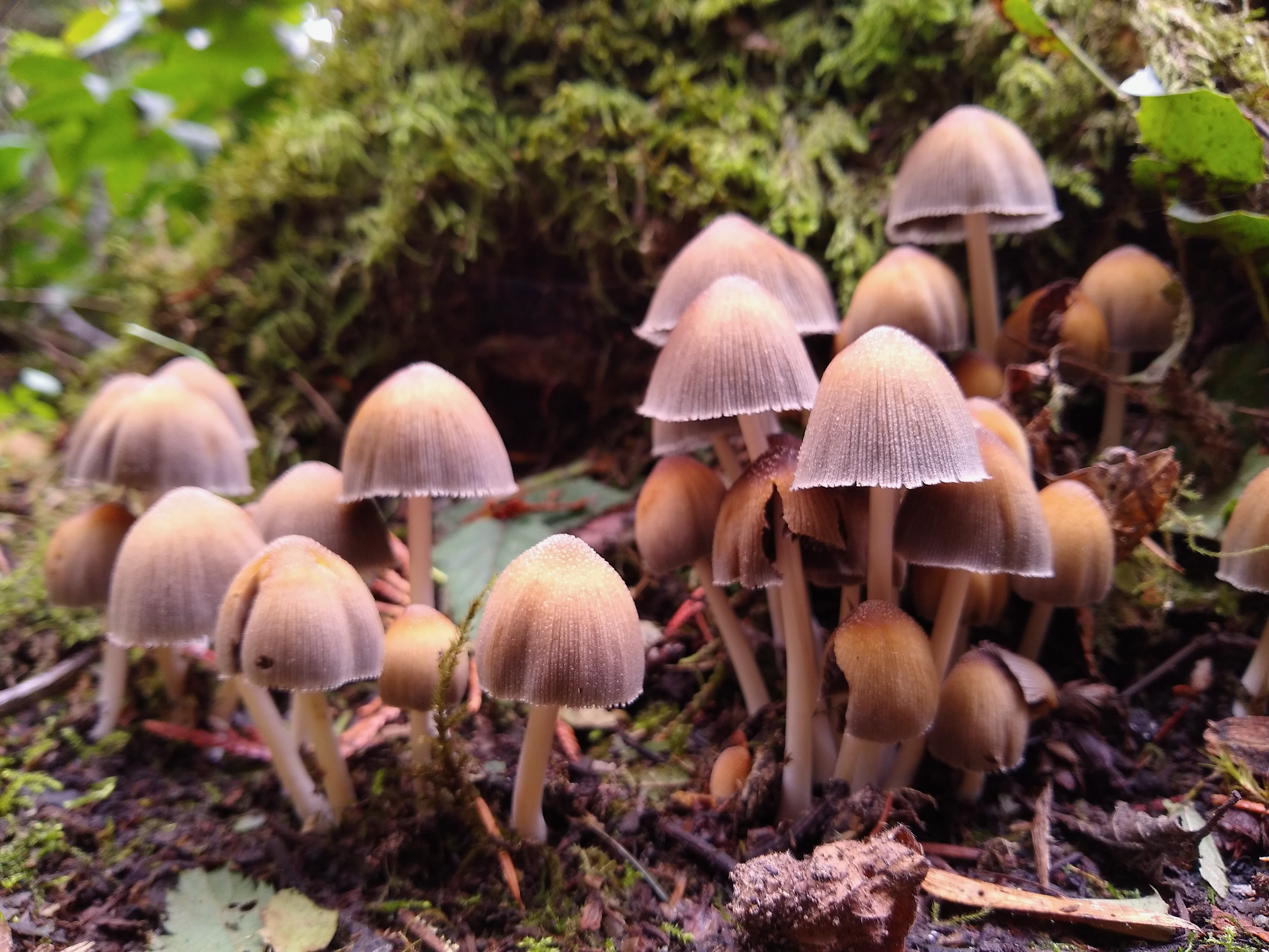 Photo of fall mushrooms