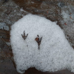 Bird prints in the snow