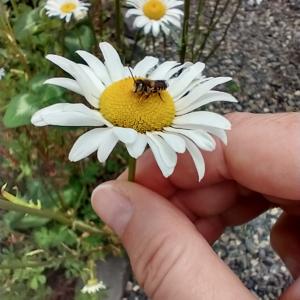 Summer flowers